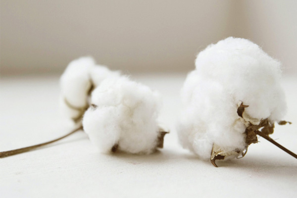 コットン繊維の原料綿花